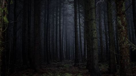 Download Wallpaper 2560x1440 Forest Fog Dark Trees