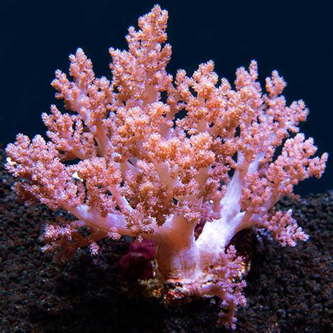 Assorted Tree Coral Saltwater Aquarium Soft Corals