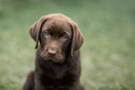 Life Is Short For Chocolate Labradors