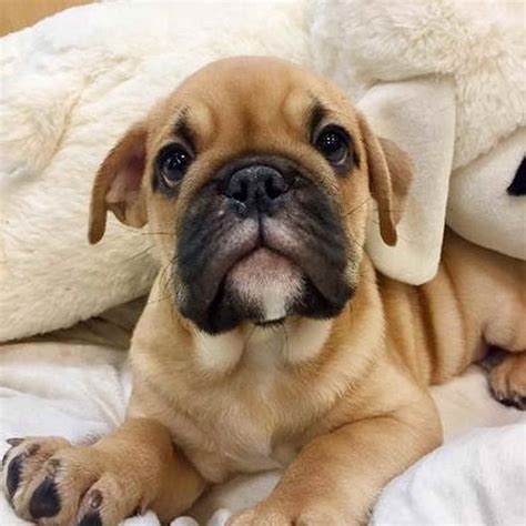 Come with vet check, first vaccination, flea/worm treated, microchip, 12 month health guarantee & pet only papers. Bull Pug Puppies For Sale | PETSIDI