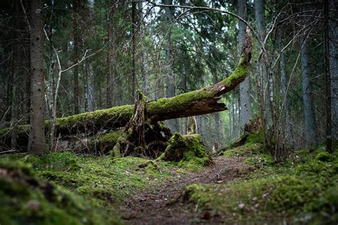10 Nature Trails And Paths To See In Latvia