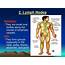 PPT  Lymphatic System And Axillary Lymph Nodes PowerPoint Presentation