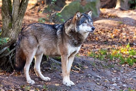 Vigilantly European Wolf Tierpark Hellabrunn Munich Peter Specht