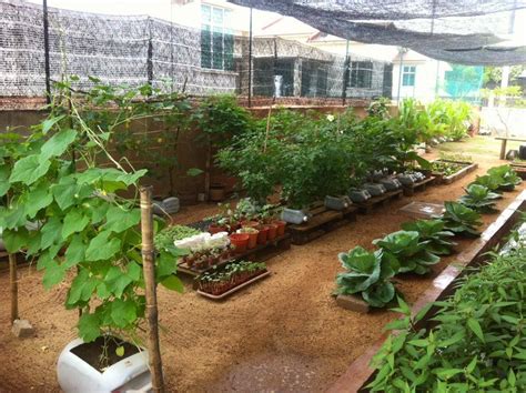 Tanaman sayuran diletakkan dalam polybag. 7 Tips menata kebun pribadi - Baturaja Radio | etnikom network