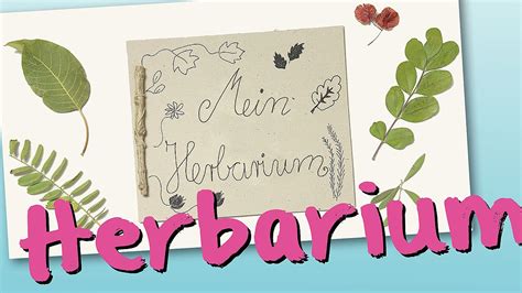 Home » etiketten vorlage » herbarium etiketten vorlagen zum ausdrucken. Herbarium - YouTube