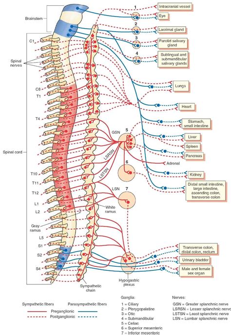 Lumbar Spinal Nerves Chart
