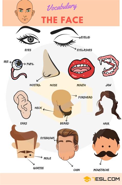Parts Of The Face Useful Face Parts Names With Pictures 7esl