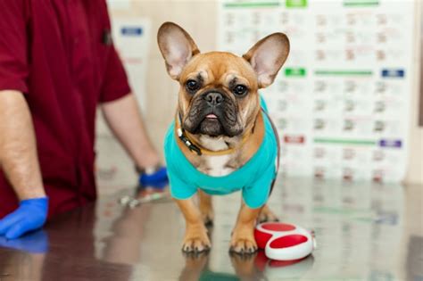 Premium Photo Cute Puppy Of French Bulldog Breed At A Vet Doctor