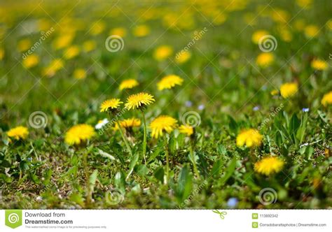 A Beautiful Meadow Full Of Yellow Dandelion Flowers In Full Spring