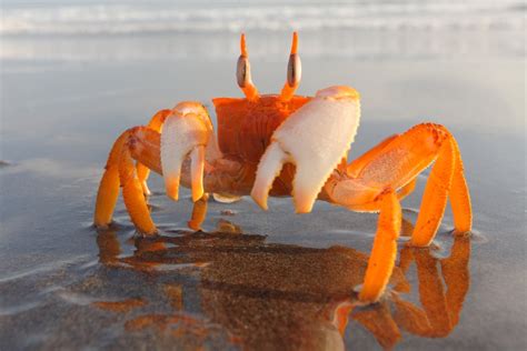 Animal Animal Photography Beach Crab Ghost Crab Sand Sand Crab
