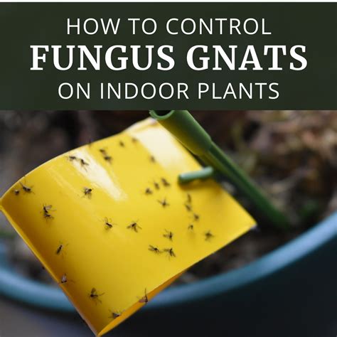 How To Control Fungus Gnats On Indoor Plants Longfield Gardens