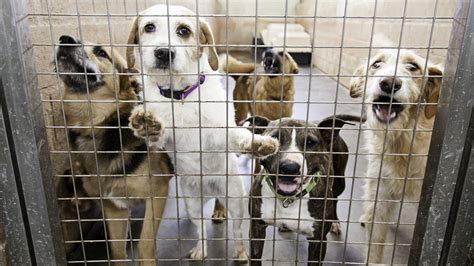Louisville Animal Shelter Losing No Kill Status Officials Confirm