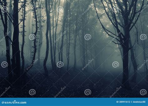 Eng Donker Bos Met Mist Op Halloween Stock Foto Image Of Landschap