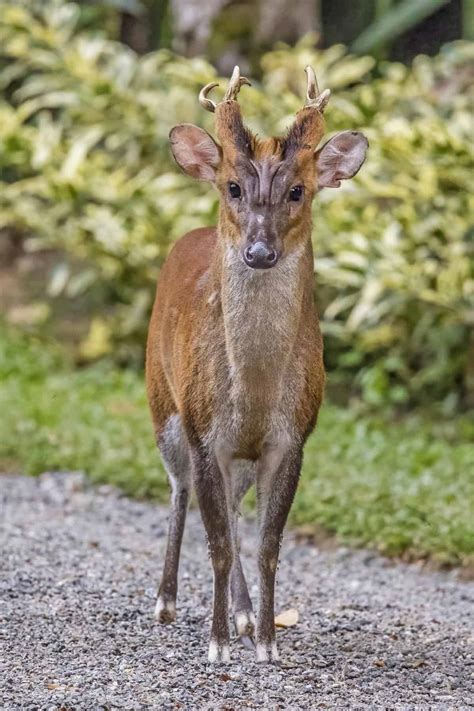 41 Facts About Muntjac Deer 2023