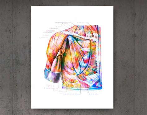 Torso Muscles Anatomy Poster Muscular System Watercolor Print Etsy