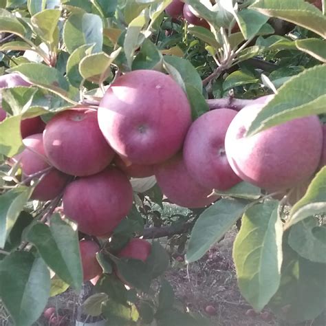 Wights Apple Orchard Bucksport Me