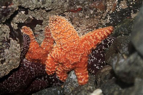 Ochre Sea Star Mayne Island Conservancy