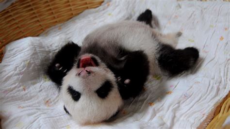 Trending Adorable Baby Pandas Sleep In Baskets