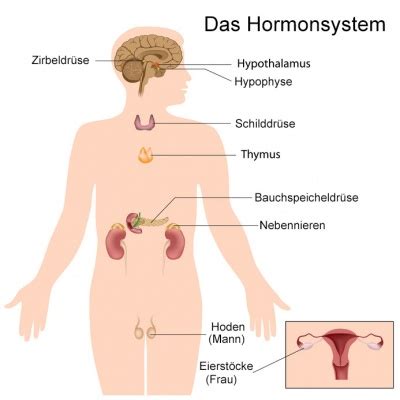 Hormonelle St Rungen Frau Symptome Captions Omega Hot Sex Picture