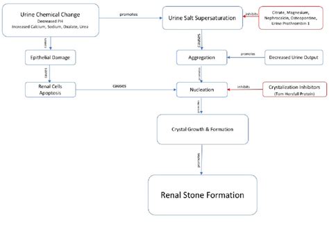 Concept Map Of Renal Stone Formation Download Scientific Diagram