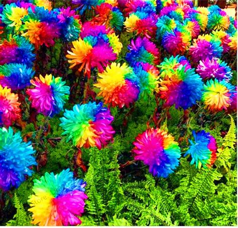 Lowest Price 200pcs Rainbow Daisy Flores Chrysanthemum Plantas Bonsai