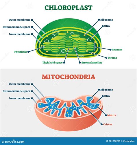 Ilustración Vectorial De Cloroplasto Vs Mitocondrias Esquema De