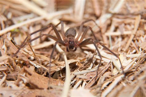 Effective Ways To Eliminate Brown Recluse Spiders In Your Arizona Home