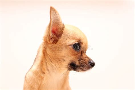 Cute Chihuahua Puppy In The T Package Isolated Stock Photo Image