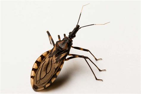 Kissing Bug What Is A Kissing Bug