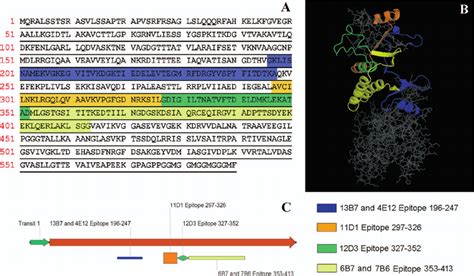 Representation Of H Capsulatum Var Capsulatum Hsp60 With Associated