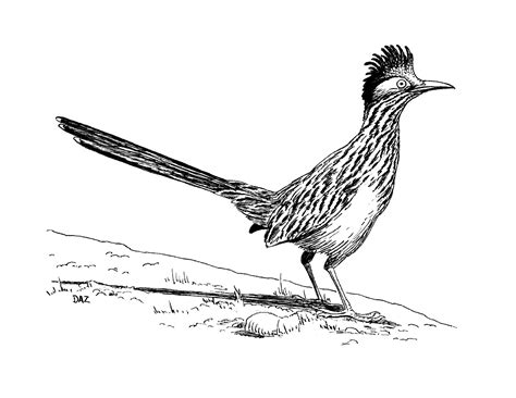 Roadrunner Clipart Black And White 20 Free Cliparts Download Images