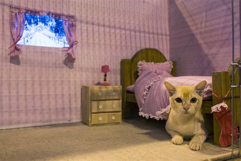 Cats Bedroom Complete With Tv For Watching Birds On Youtube Goes Viral