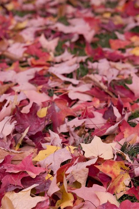 Autumn Leaves Falling Stock Photo Image Of Amazing 108745084