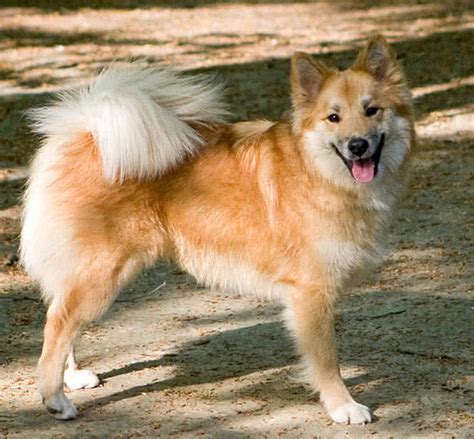 Top 10 Most Beautiful Dog Breeds In The World The