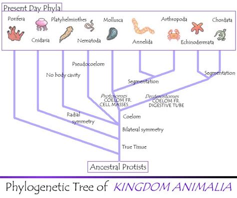 Kingdom Animalia Trends In Animal Evolution
