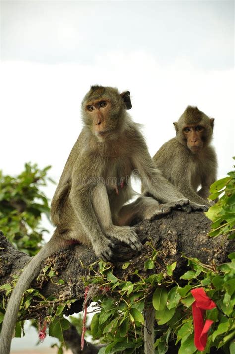 Two Monkeys On Tree Branch Stock Photo Image Of Animals 16137342