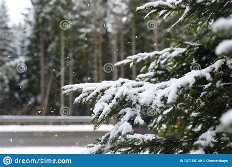 Closeup View Of Fir Tree Covered With Snow Outdoors On Winter Day Stock
