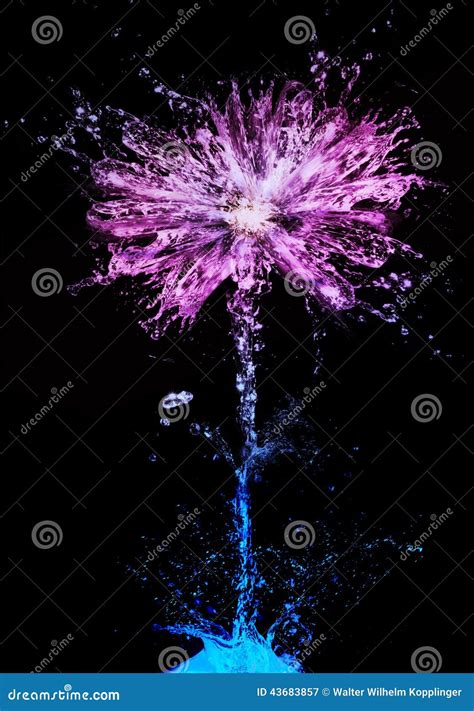 Flower Splash Stock Illustration Illustration Of Petals 43683857