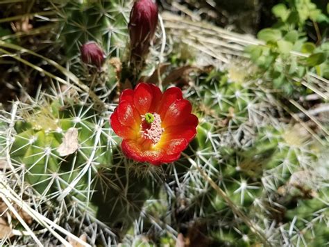 Bright Red Blooming Arizona Hedgehog Cacti In The Prescott National