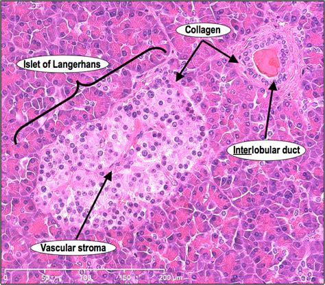 Histoquarterly Pancreas Histology Blog Histology Slides Tissue