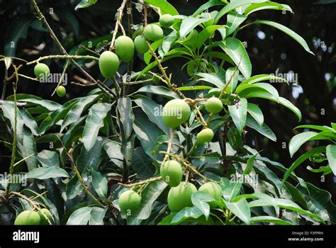 Mango Garden Murshidabad West Bengal India Stock Photo Alamy