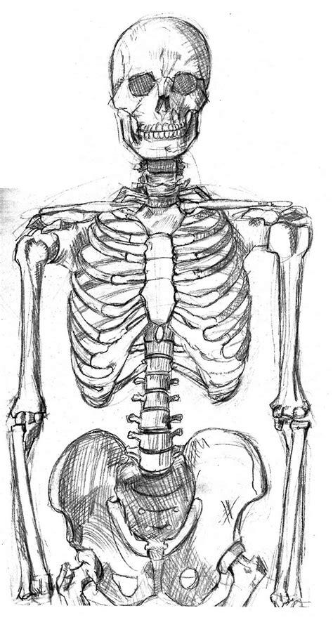 Drawing Full Human Body Skeleton Sketch Coloring Page