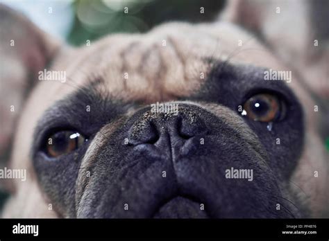 Adorable French Bulldog Face Stock Photo Alamy