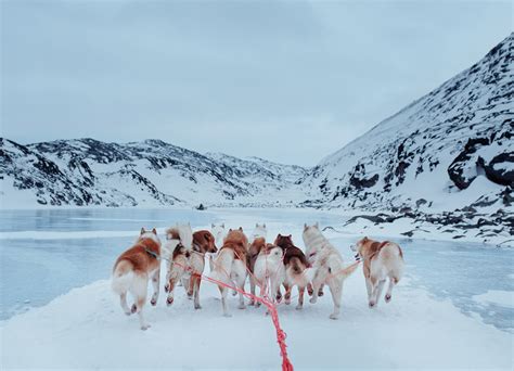 Greenland Dog Adventure Sila