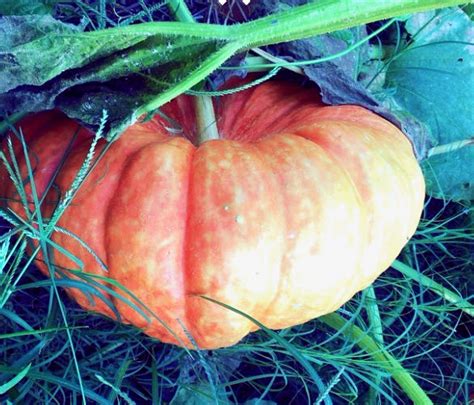 5 Things To Do With Pumpkin Edible Nashville