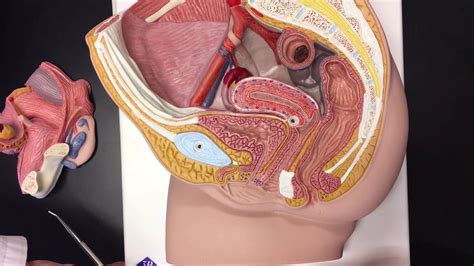 Female Reproductive System Youtube
