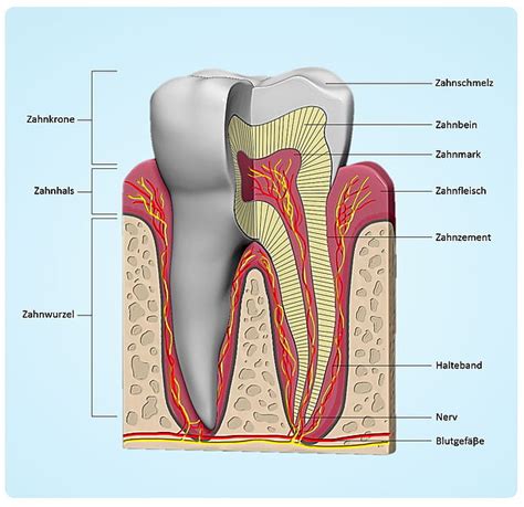 Anatomy Of Our Teeth Dentcoat