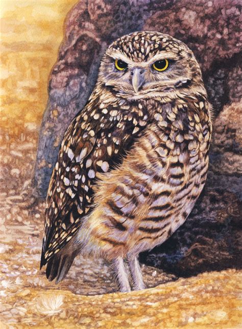 Burrowing Owl By Willemsvdmerwe On Deviantart