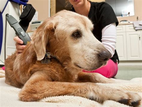 Laser Treatment for Dogs | Casper Pet Laser Therapy