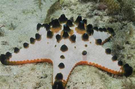 Protoreaster Nodosus Fish And Corals